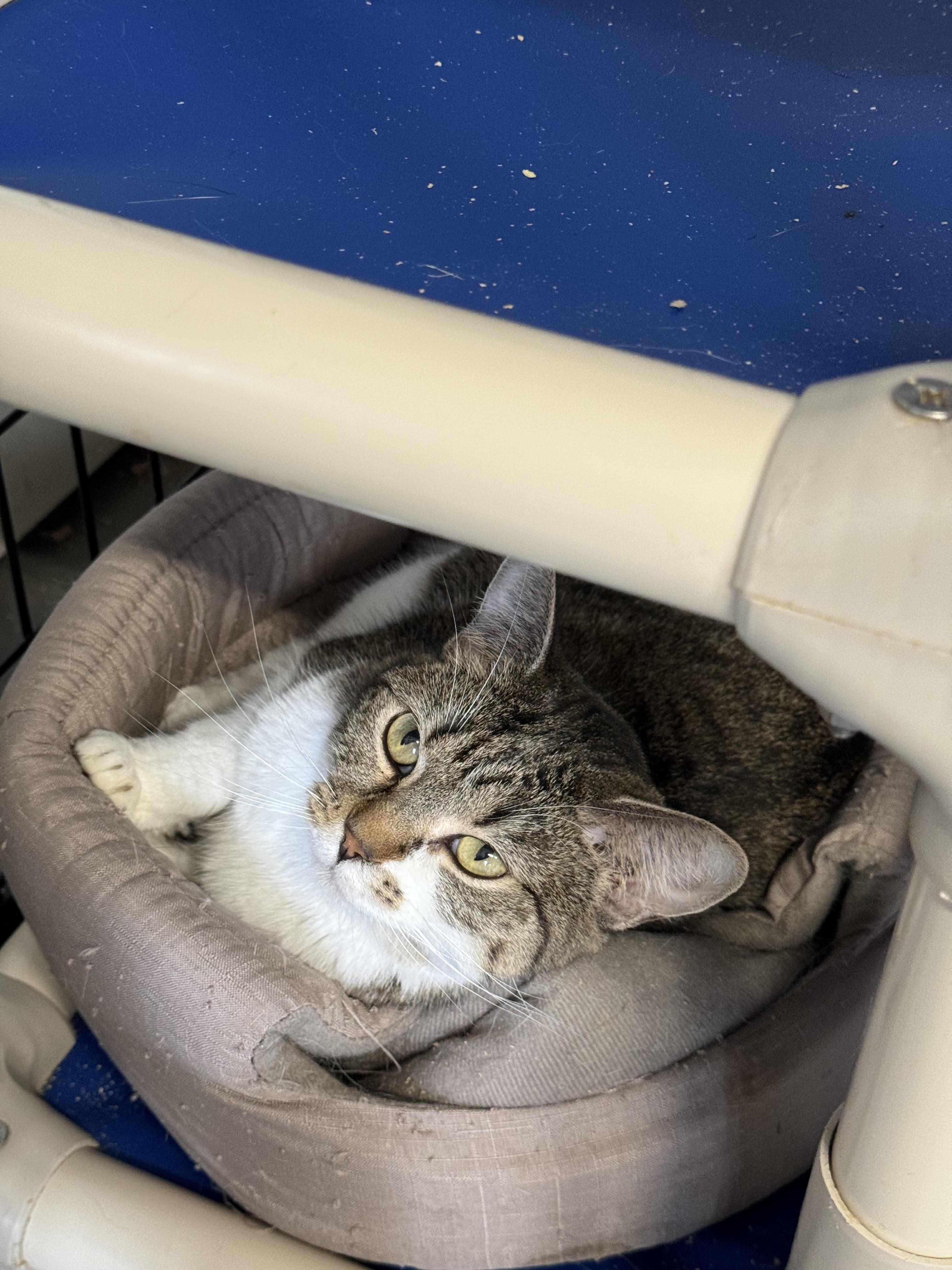 Enlarge Maple, a Adoptable Domestic Short Hair in Hoopeston, IL image 2/2