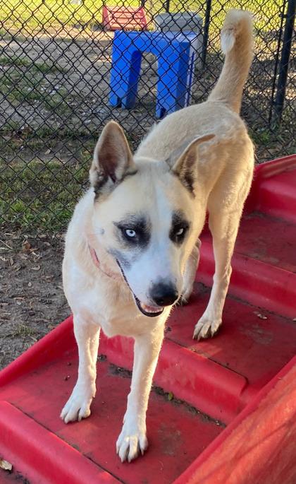 Nayla(HW+), a Adoptable mixed breed in Conway, SC image 1/3