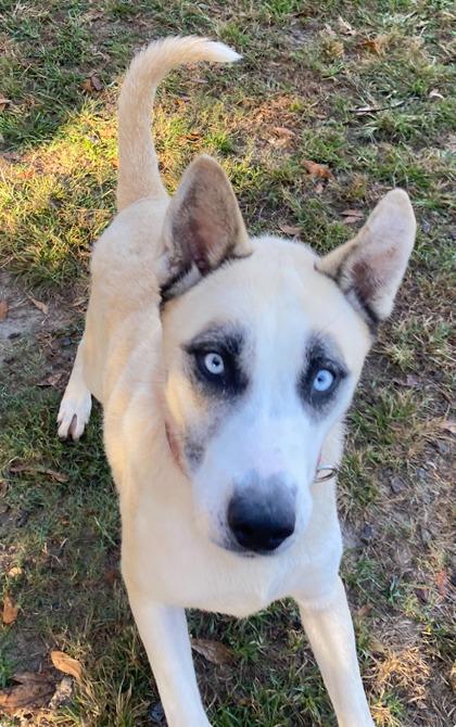 Nayla(HW+), a Adoptable mixed breed in Conway, SC image 2/3