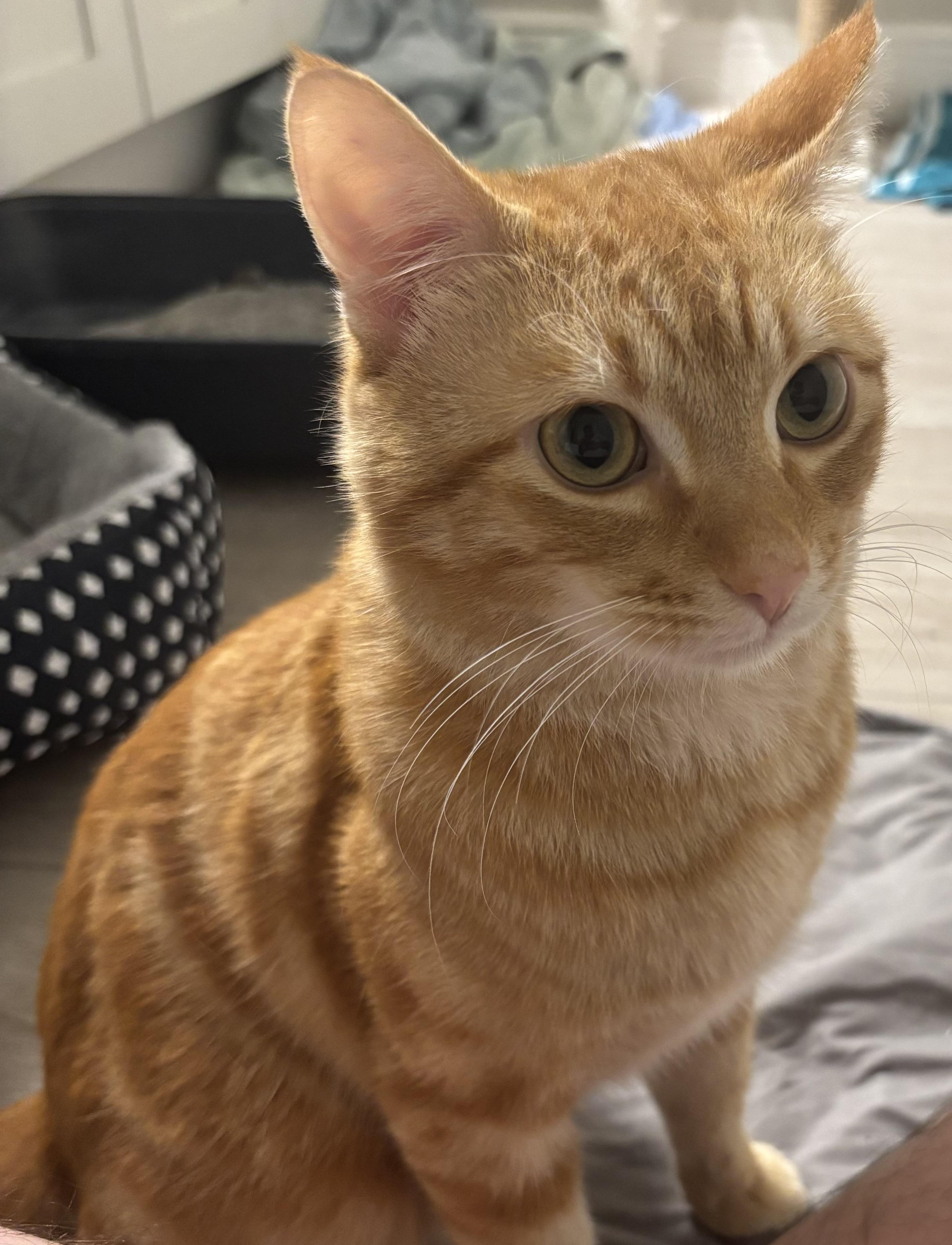 Tony , ADOPTABLE, Young Male Domestic Short Hair.
