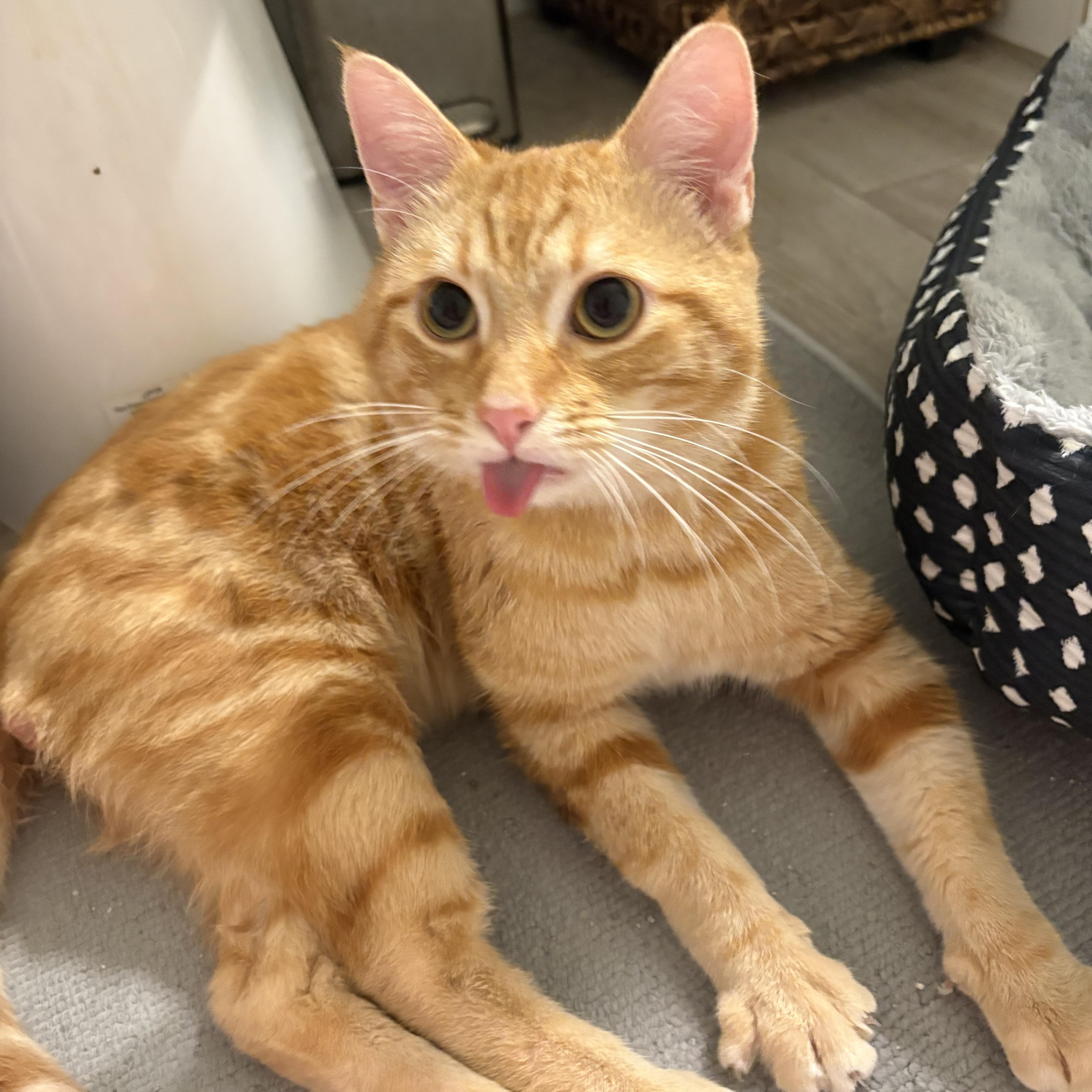 Enlarge Tony , a ADOPTABLE Domestic Short Hair in Maitland, FL image 2/3