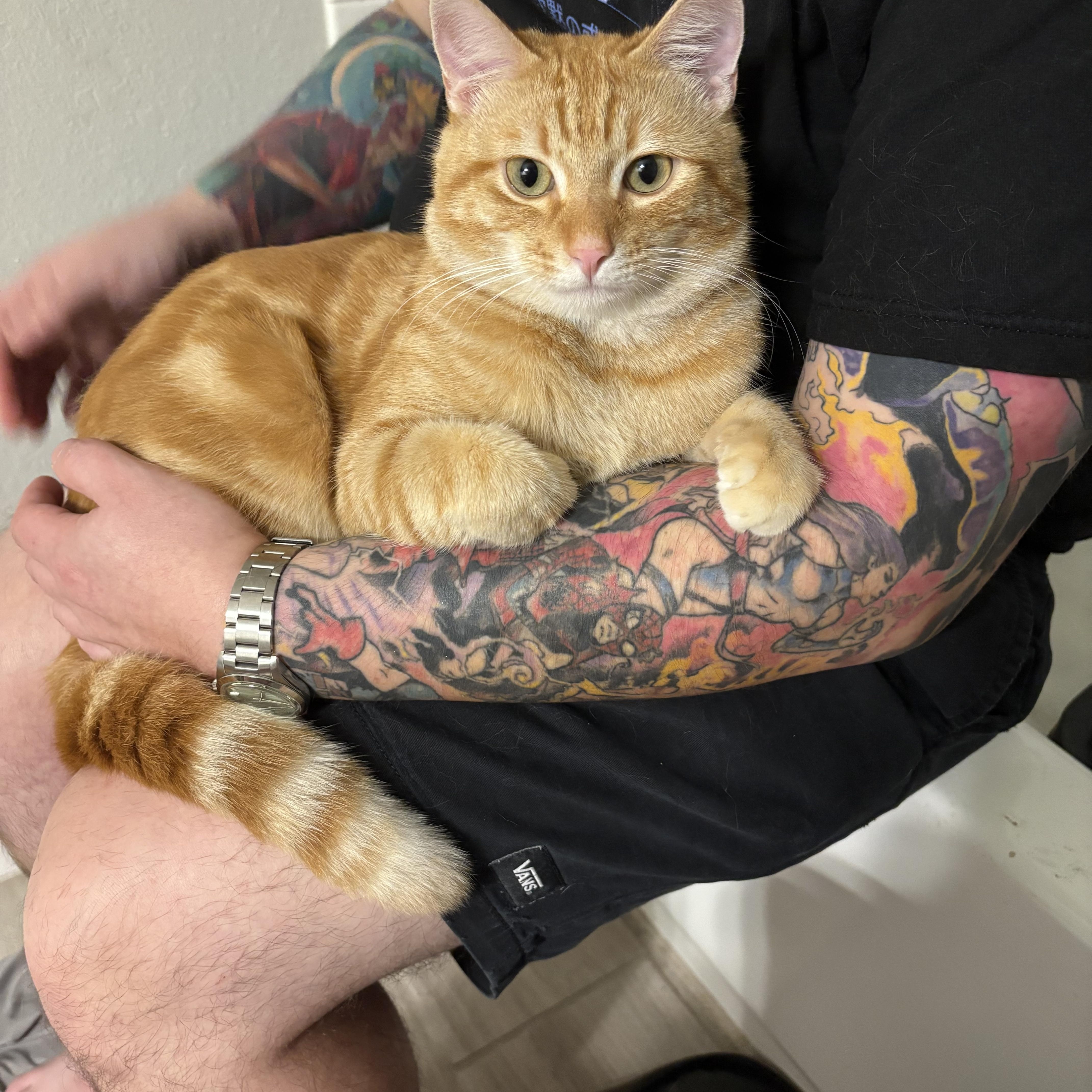 Enlarge Tony , a ADOPTABLE Domestic Short Hair in Maitland, FL image 3/3