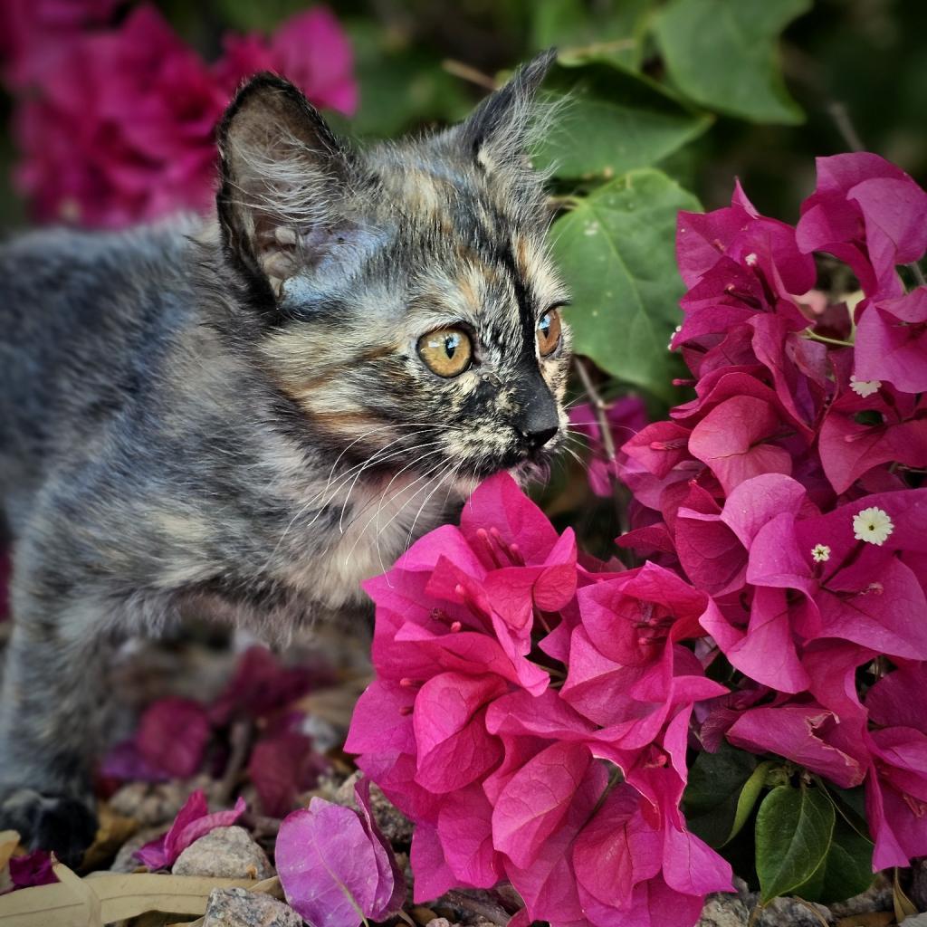 Enlarge Truffles, a Adoptable Domestic Short Hair in Phoenix, AZ image 1/6