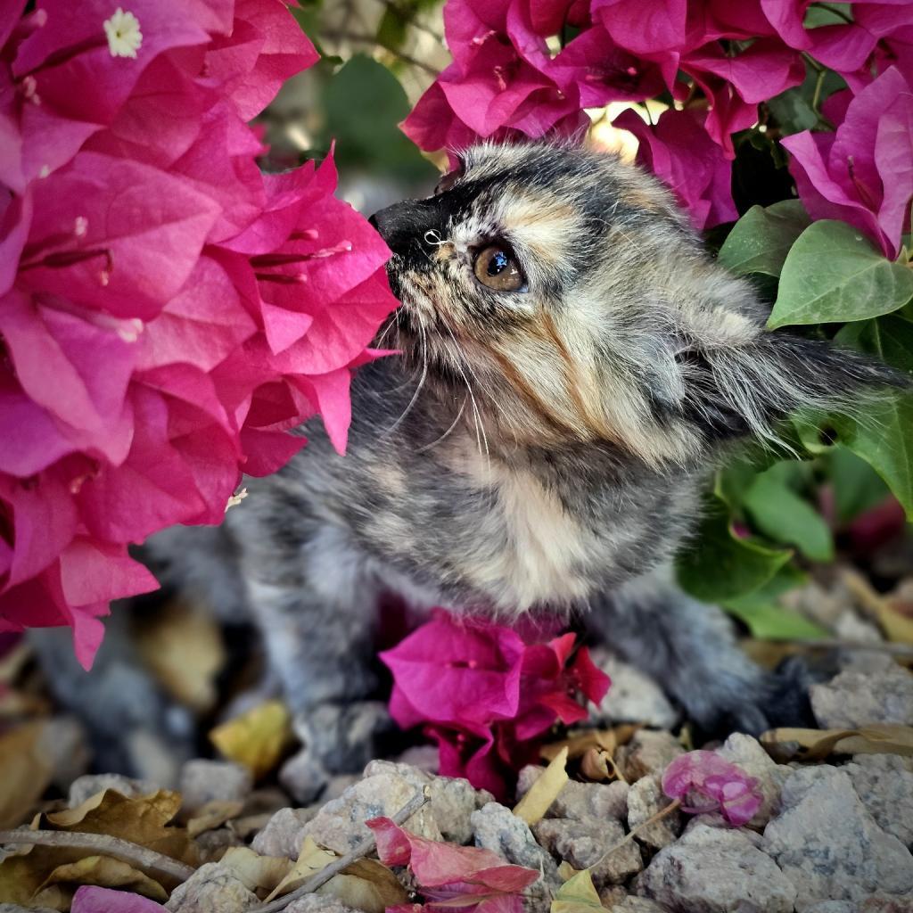 Enlarge Truffles, a Adoptable Domestic Short Hair in Phoenix, AZ image 2/6