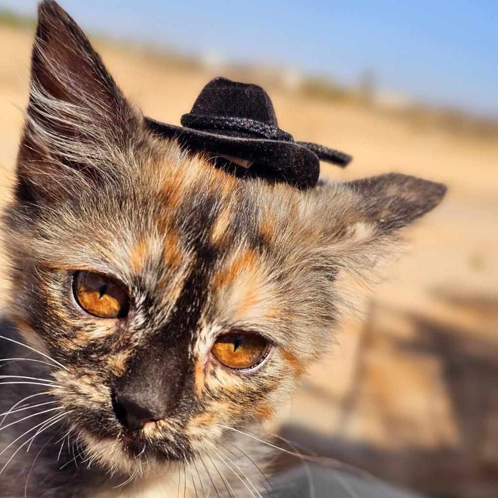 Enlarge Truffles, a Adoptable Domestic Short Hair in Phoenix, AZ image 3/6