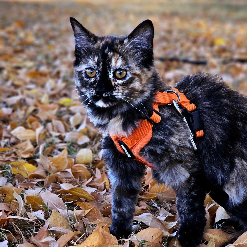 Enlarge Truffles, a Adoptable Domestic Short Hair in Phoenix, AZ image 4/6