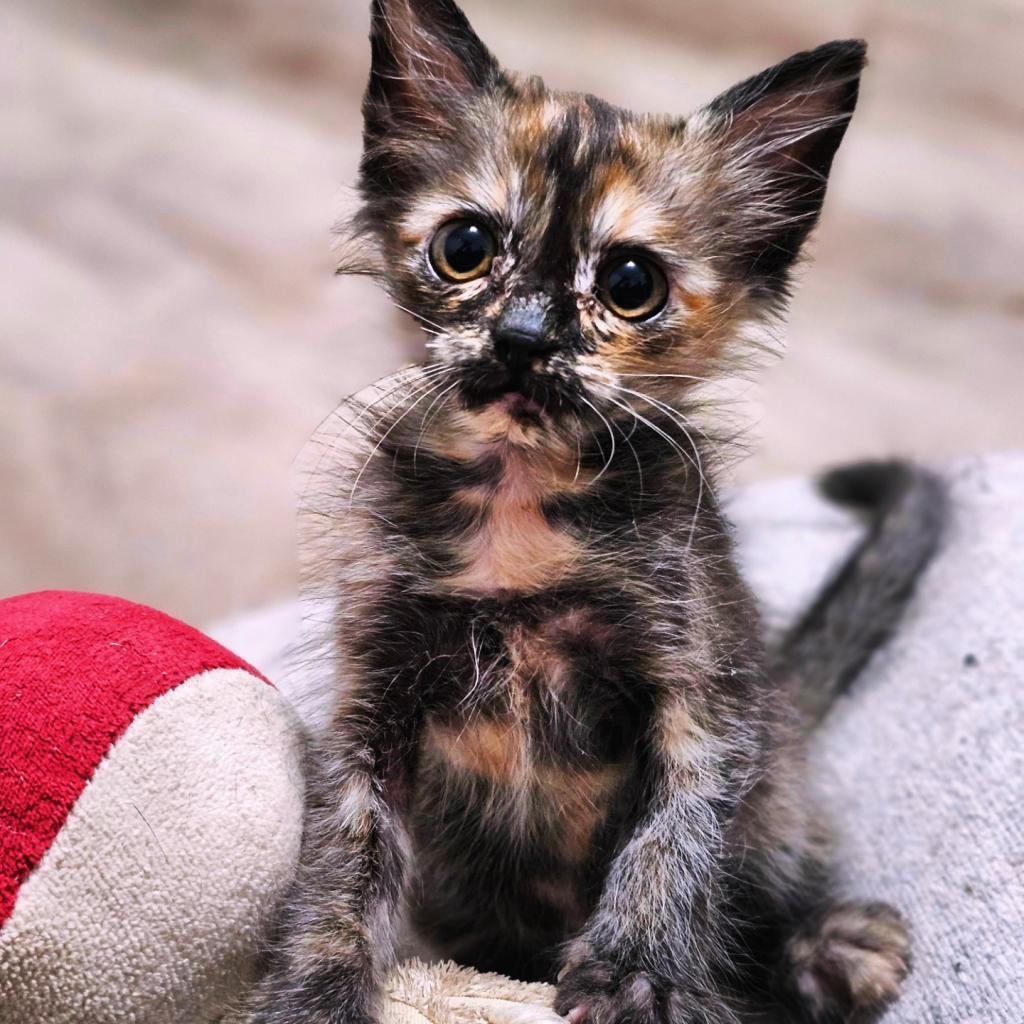 Enlarge Truffles, a Adoptable Domestic Short Hair in Phoenix, AZ image 5/6