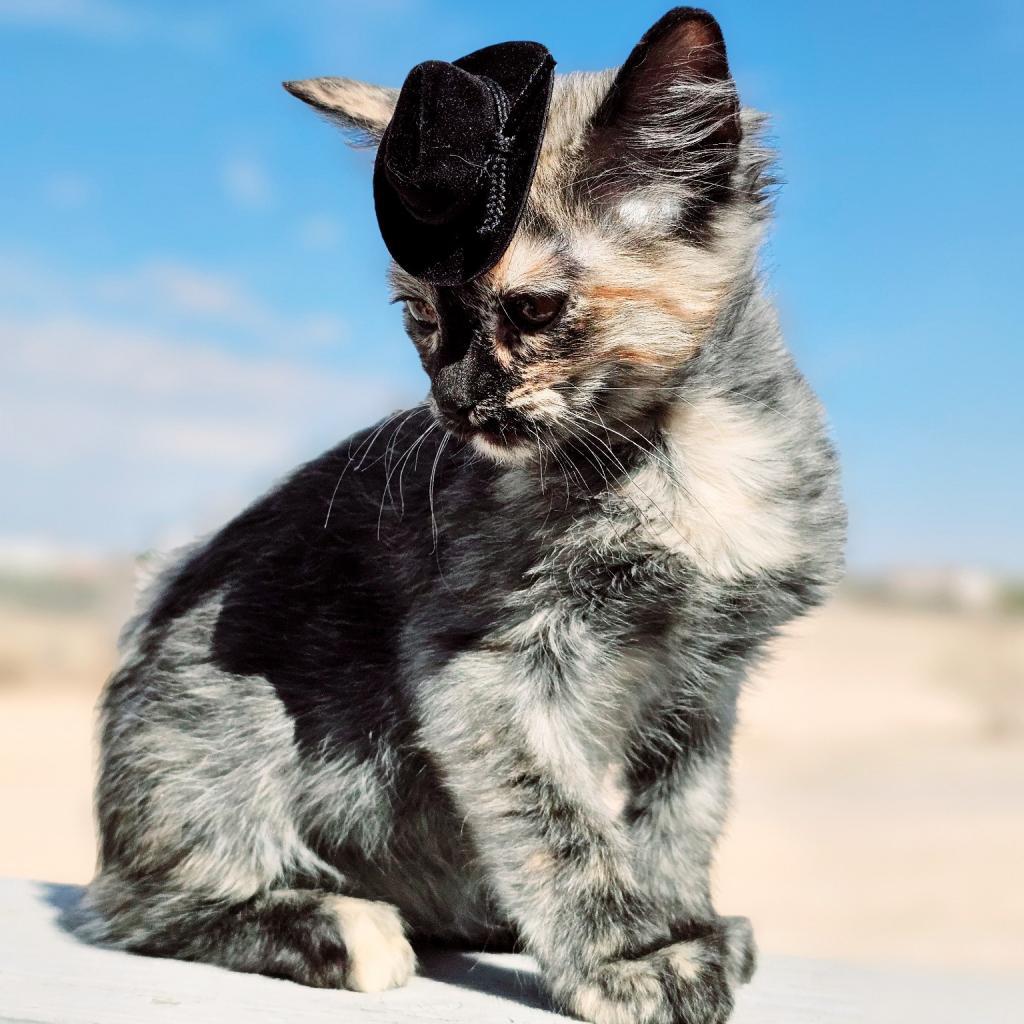 Enlarge Truffles, a Adoptable Domestic Short Hair in Phoenix, AZ image 6/6
