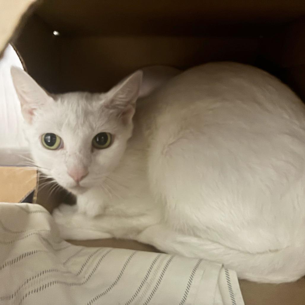 Angel, Adoptable, Adult Female Domestic Short Hair.