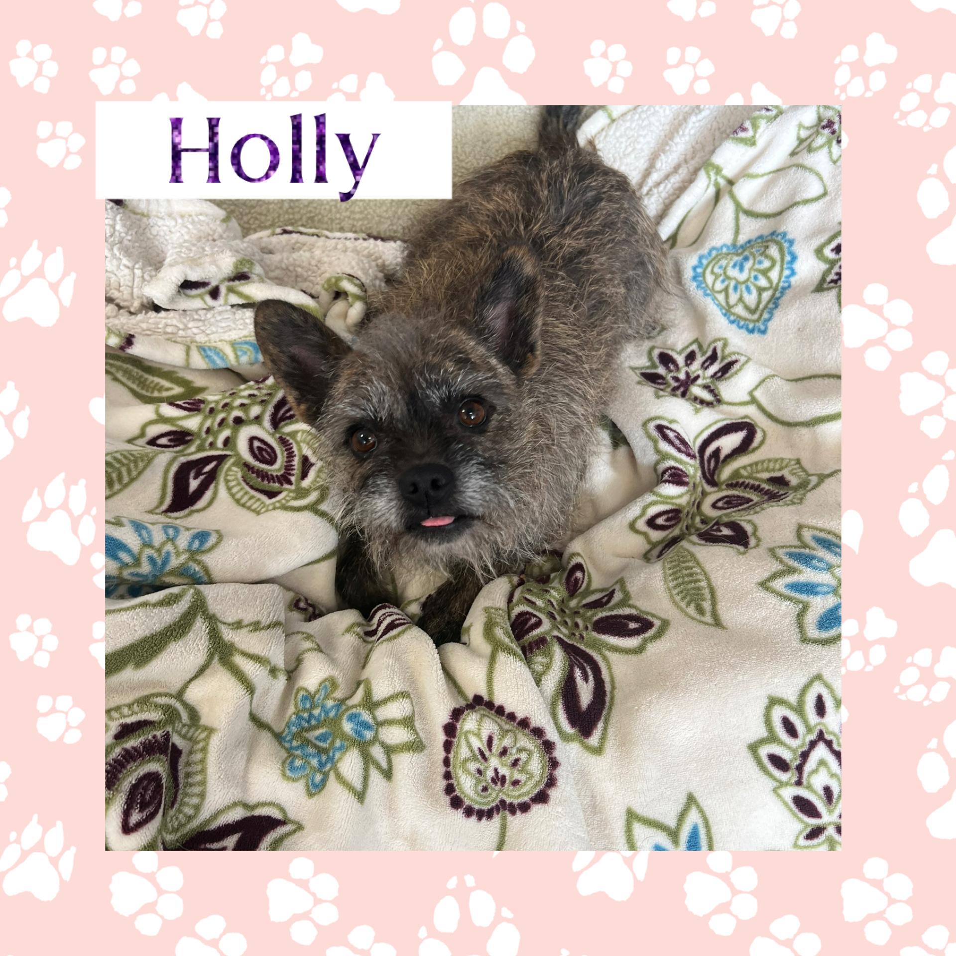 Holly, a ADOPTABLE mixed breed in Joliet, IL image 2/2