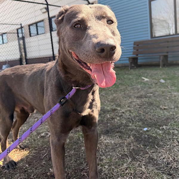Aesir, Adoptable, Adult Male Labrador Retriever.