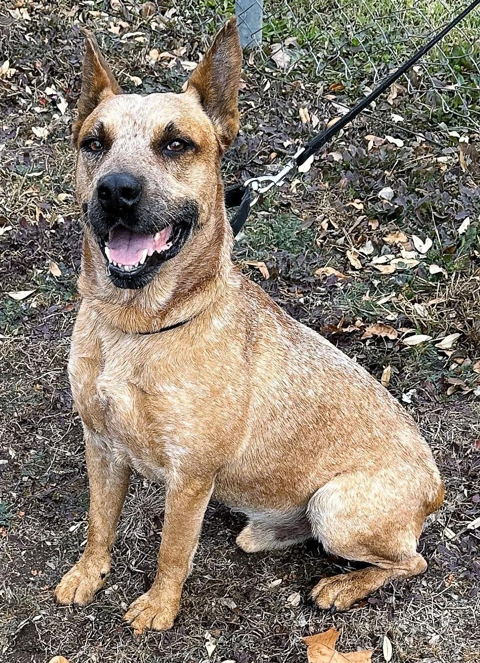 Enlarge Red Ryder, a Adoptable Mixed Breed in Georgetown, TX image 2/4