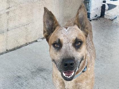 Enlarge Red Ryder, a Adoptable Mixed Breed in Georgetown, TX image 4/4