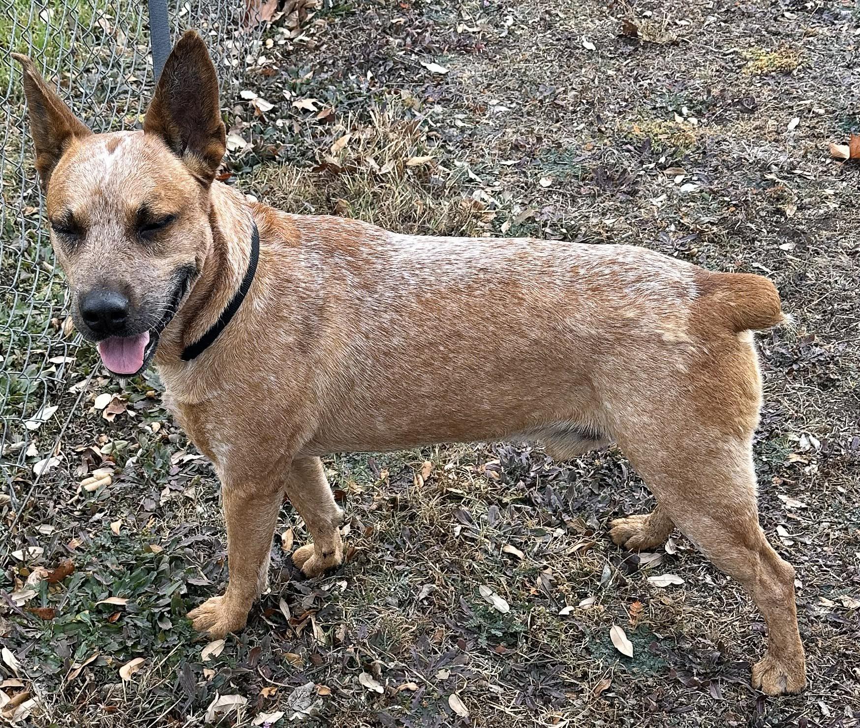 Enlarge Red Ryder, a Adoptable Mixed Breed in Georgetown, TX image 3/4
