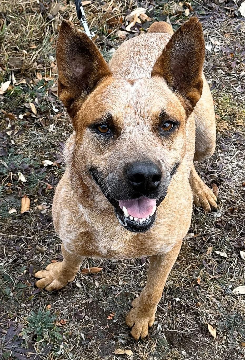 Enlarge Red Ryder, a Adoptable Mixed Breed in Georgetown, TX image 1/4