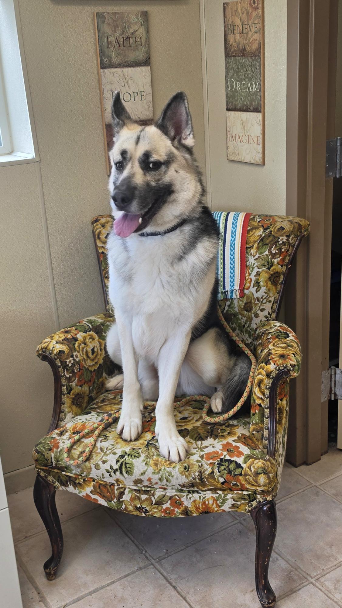 Enlarge Butch, a Adoptable mixed breed in Brainerd, MN image 2/5