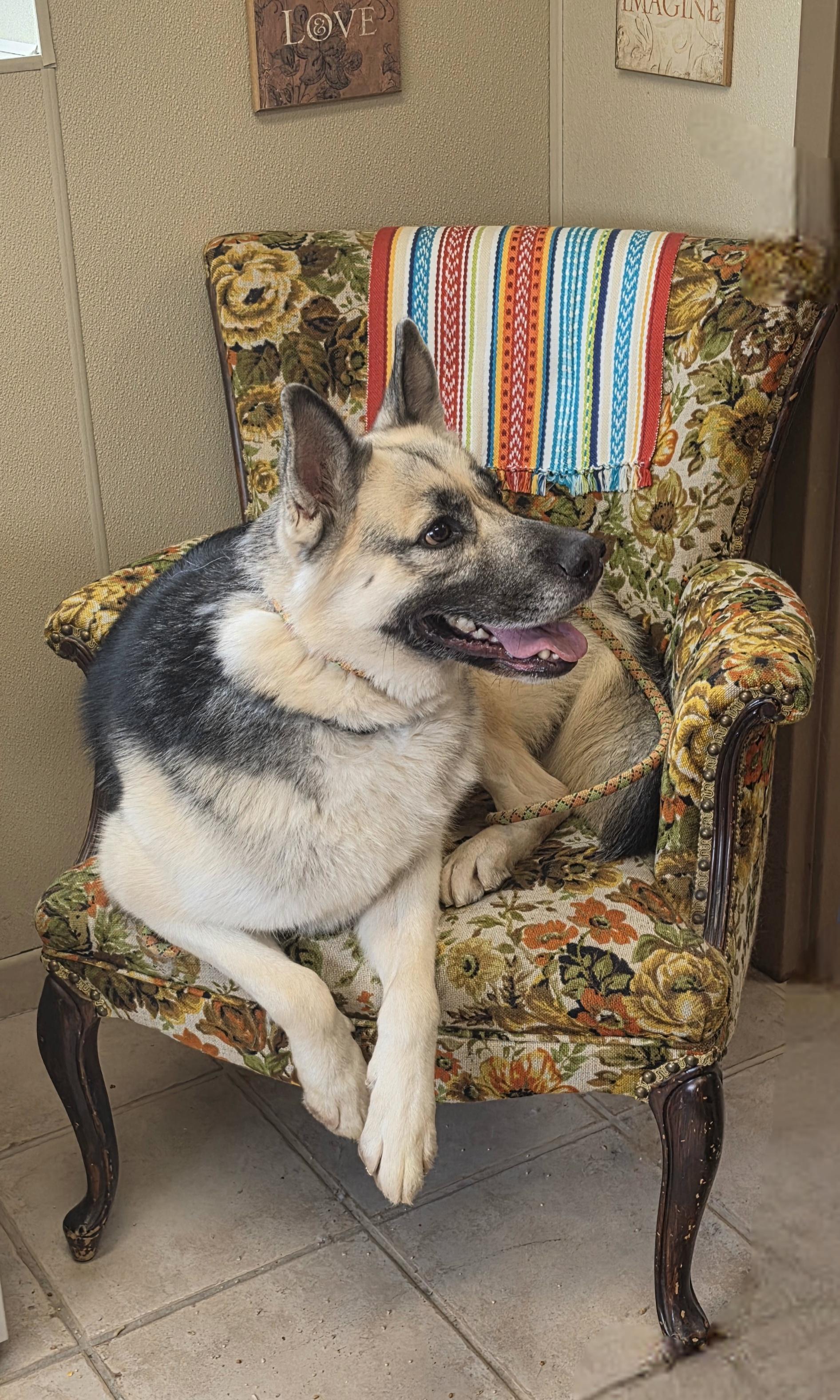 Enlarge Butch, a Adoptable mixed breed in Brainerd, MN image 1/5