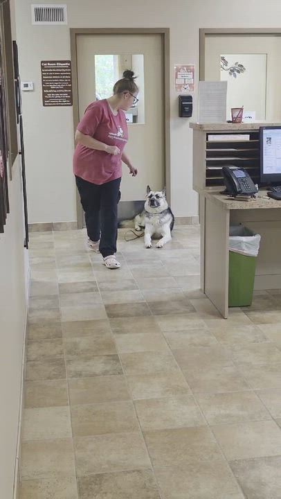 Enlarge Butch, a Adoptable mixed breed in Brainerd, MN video 5/5