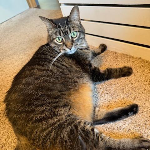 Presley--In Foster, Adoptable, Senior Female Domestic Short Hair.