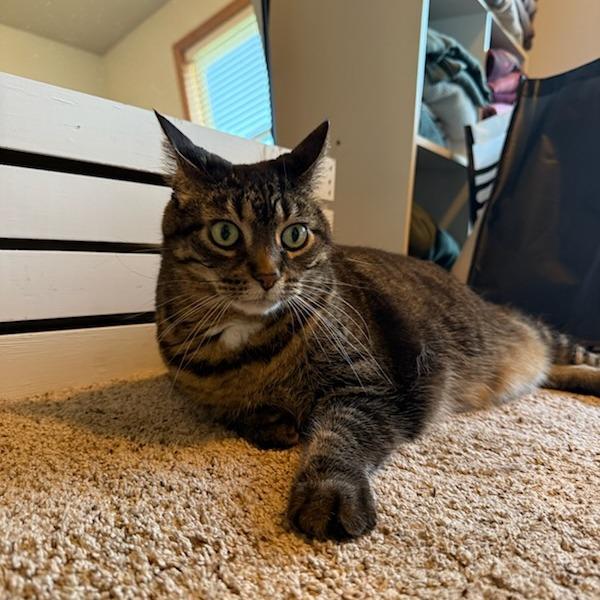 Enlarge Presley--In Foster, a Adoptable Domestic Short Hair in Fargo, ND image 2/6