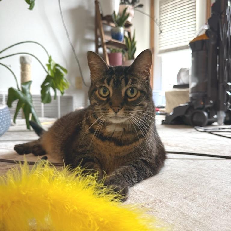 Enlarge Presley--In Foster, a Adoptable Domestic Short Hair in Fargo, ND image 3/6