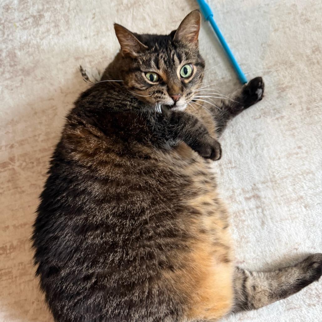Enlarge Presley--In Foster, a Adoptable Domestic Short Hair in Fargo, ND image 4/6