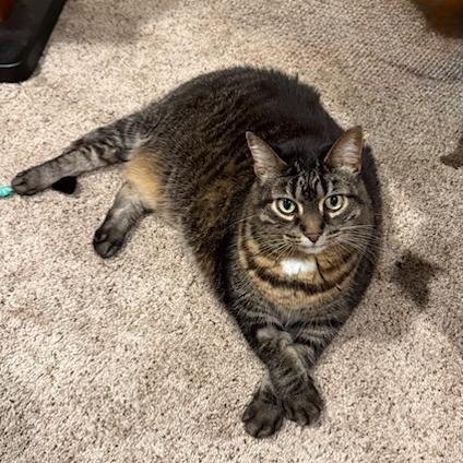 Enlarge Presley--In Foster, a Adoptable Domestic Short Hair in Fargo, ND image 5/6