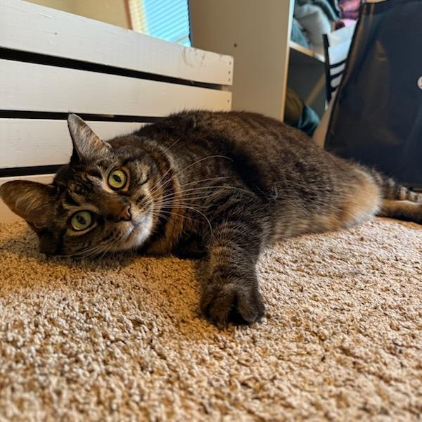 Enlarge Presley--In Foster, a Adoptable Domestic Short Hair in Fargo, ND image 6/6