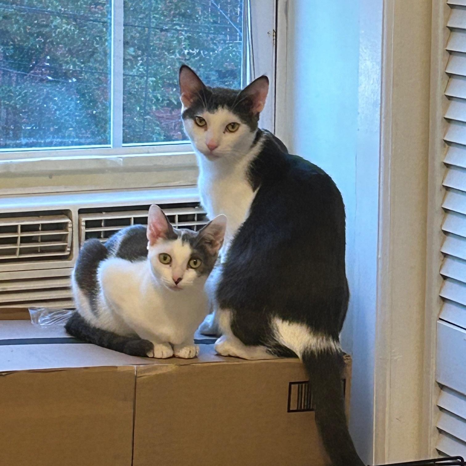 Megatron & Beanie, a Adoptable American Shorthair in Union City, NJ image 2/6