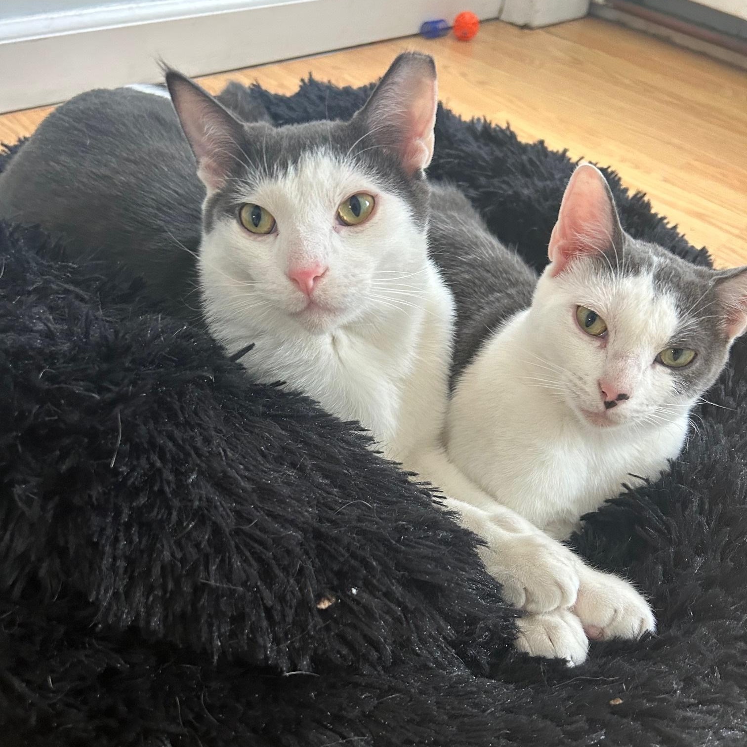 Megatron & Beanie, Adoptable, Young Male American Shorthair.