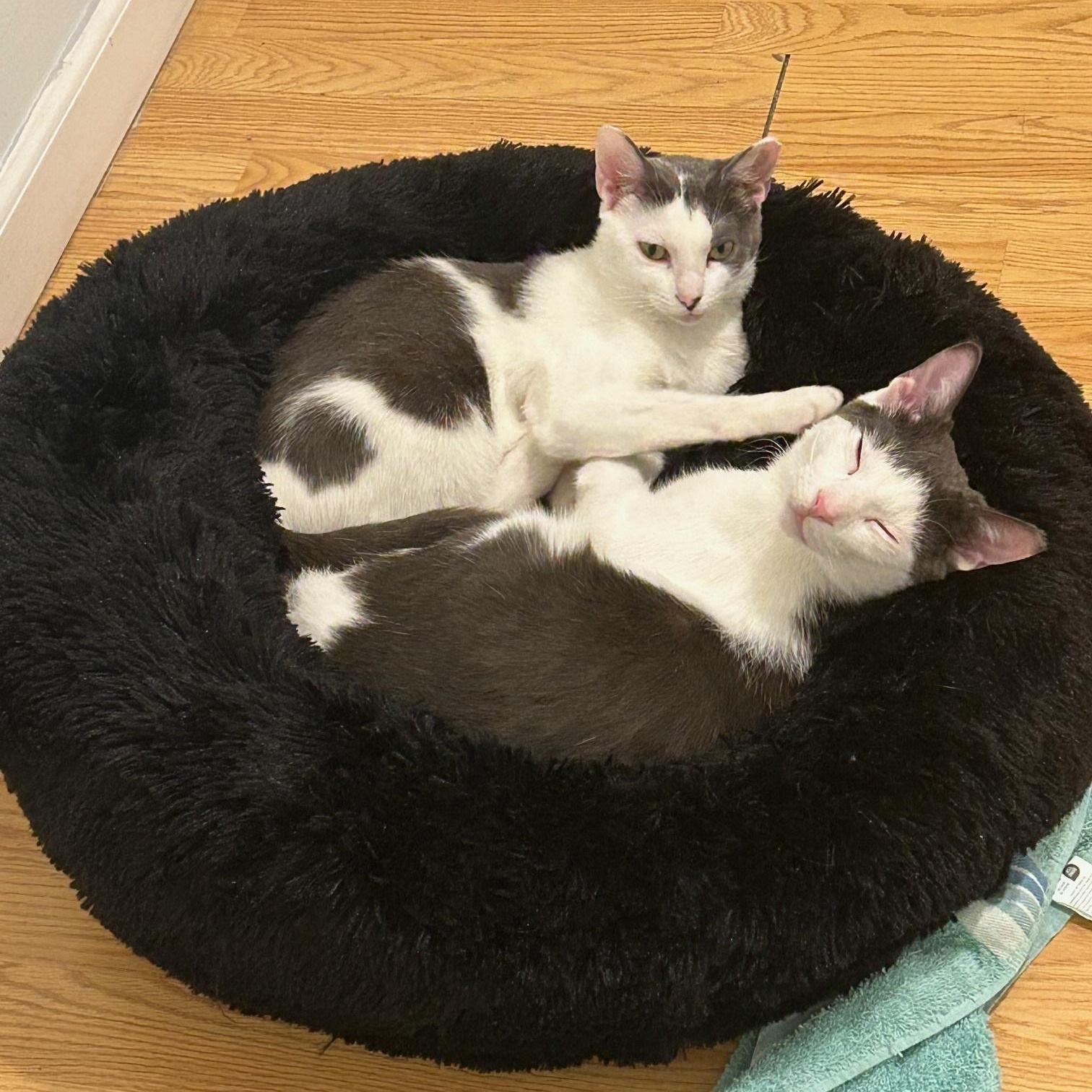 Megatron & Beanie, a Adoptable American Shorthair in Union City, NJ image 3/6