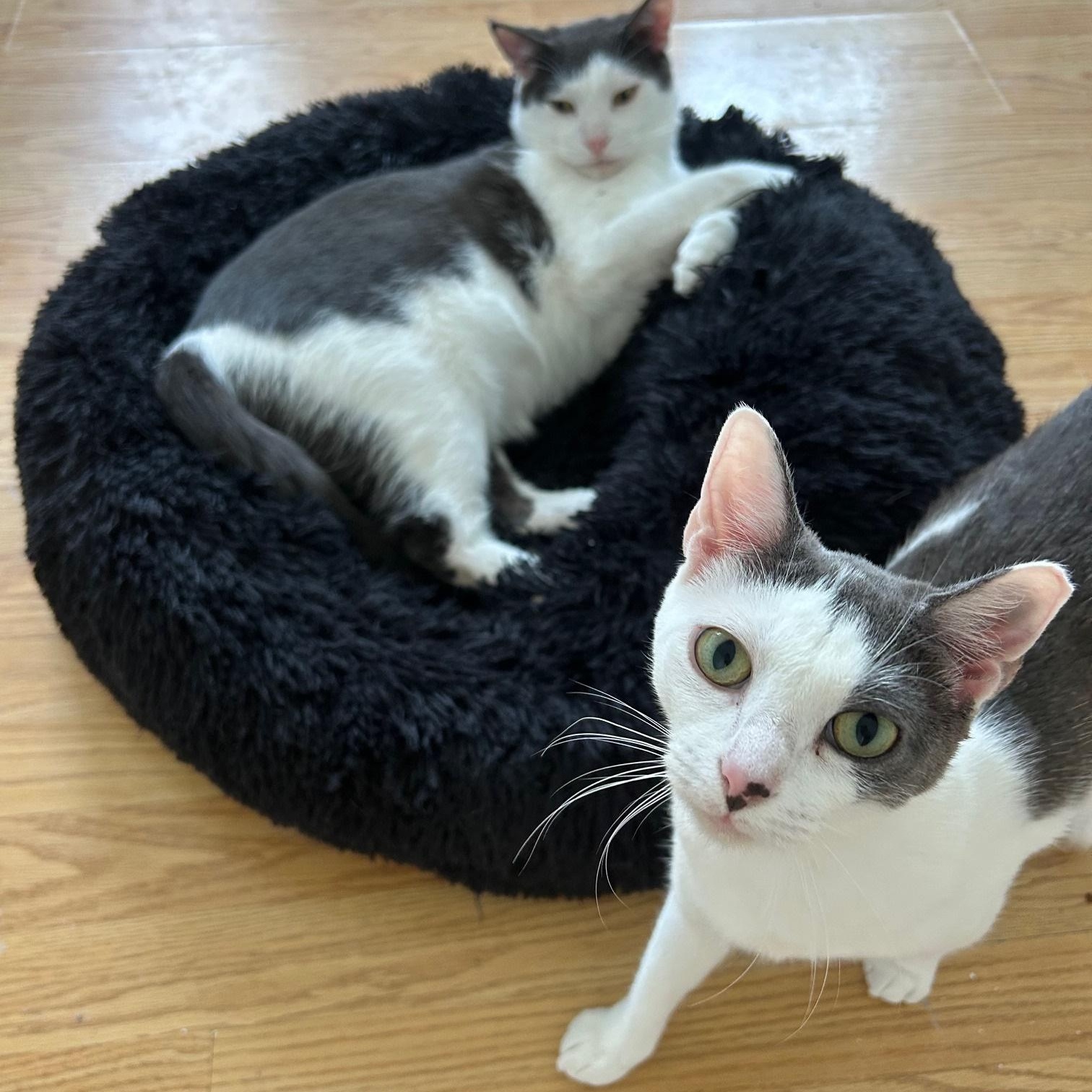 Megatron & Beanie, a Adoptable American Shorthair in Union City, NJ image 4/6