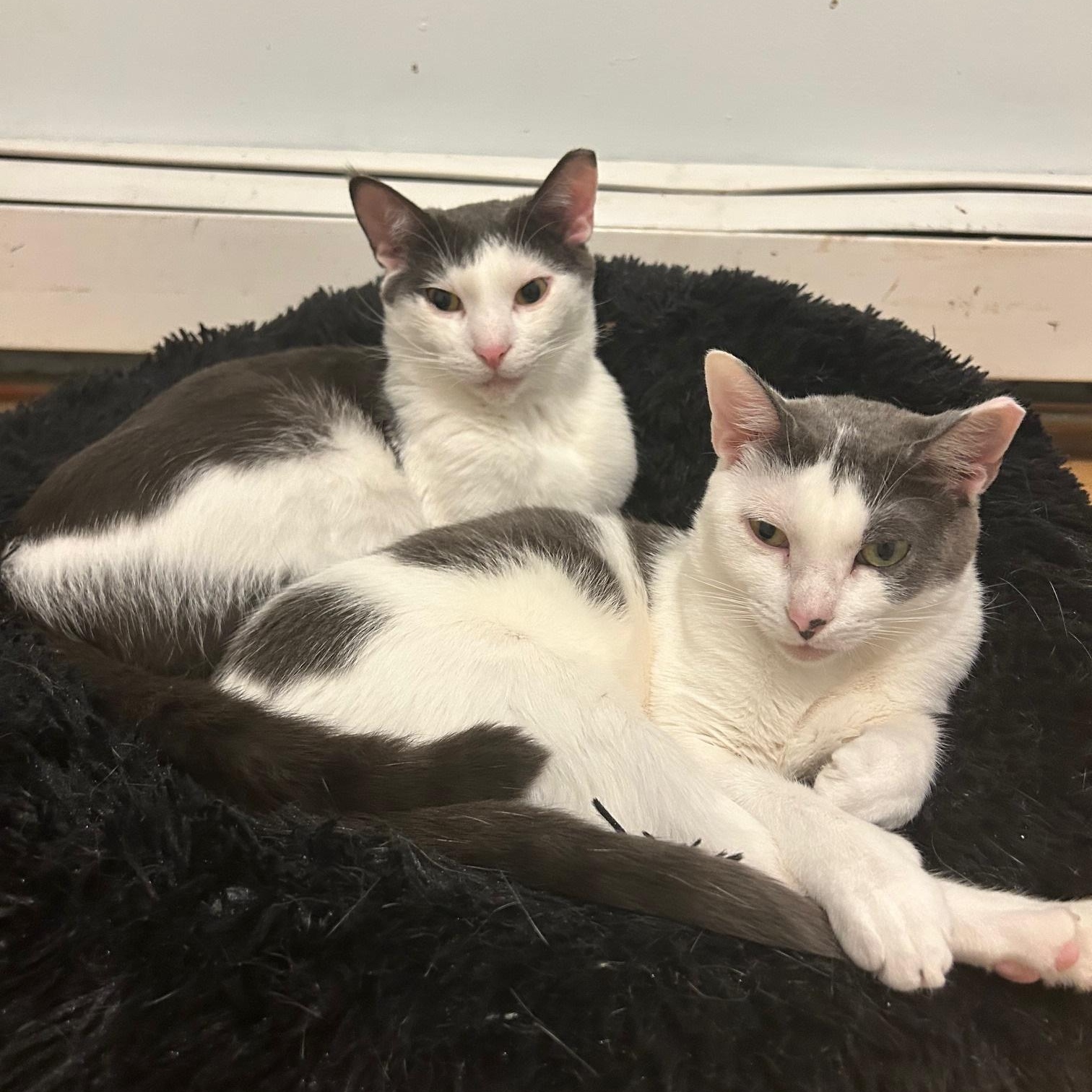 Megatron & Beanie, a Adoptable American Shorthair in Union City, NJ image 5/6