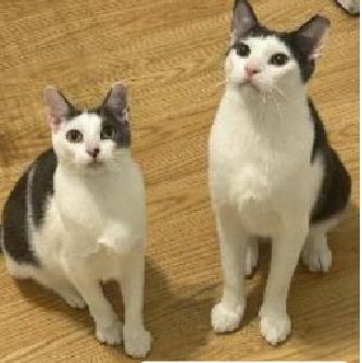 Megatron & Beanie, a Adoptable American Shorthair in Union City, NJ image 6/6