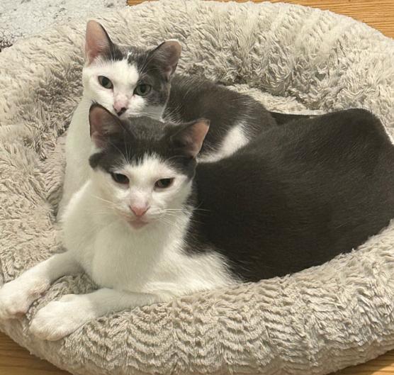 Enlarge Megatron & Beanie, a Adoptable American Shorthair in Union City, NJ image 6/6
