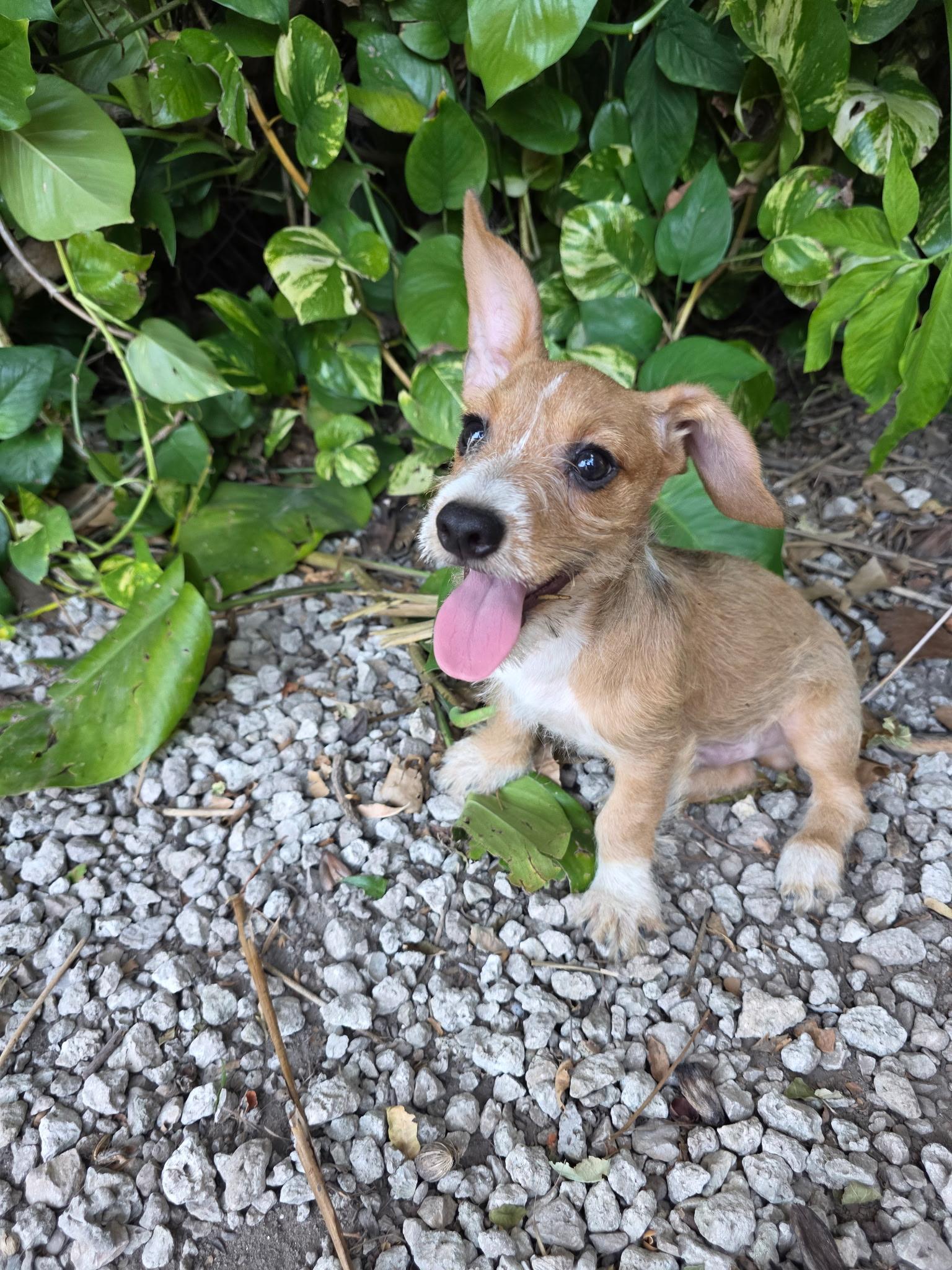 Enlarge Herbie, a ADOPTABLE Wirehaired Dachshund in Miami, FL image 2/2