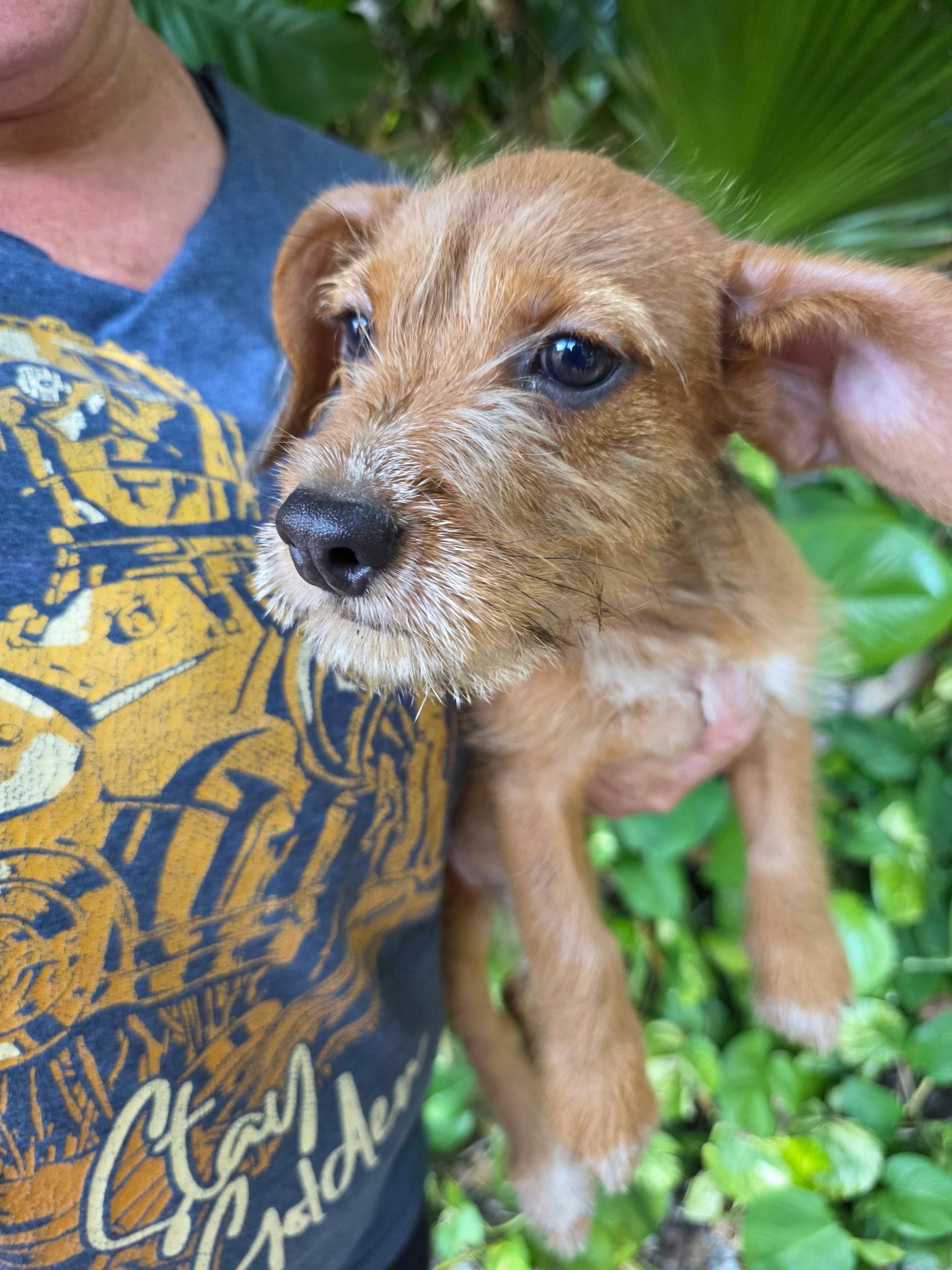 Herbie, ADOPTABLE, Puppy Male Wirehaired Dachshund.