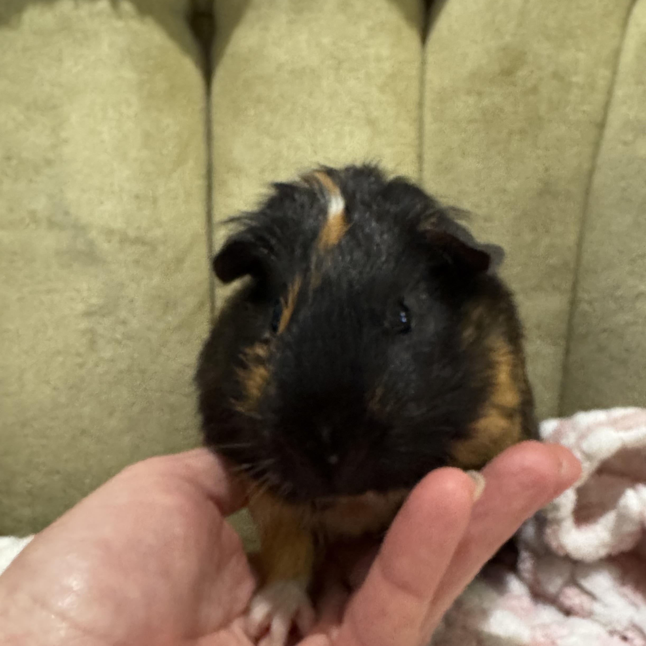 Dos, ADOPTABLE, Young Male Guinea Pig.
