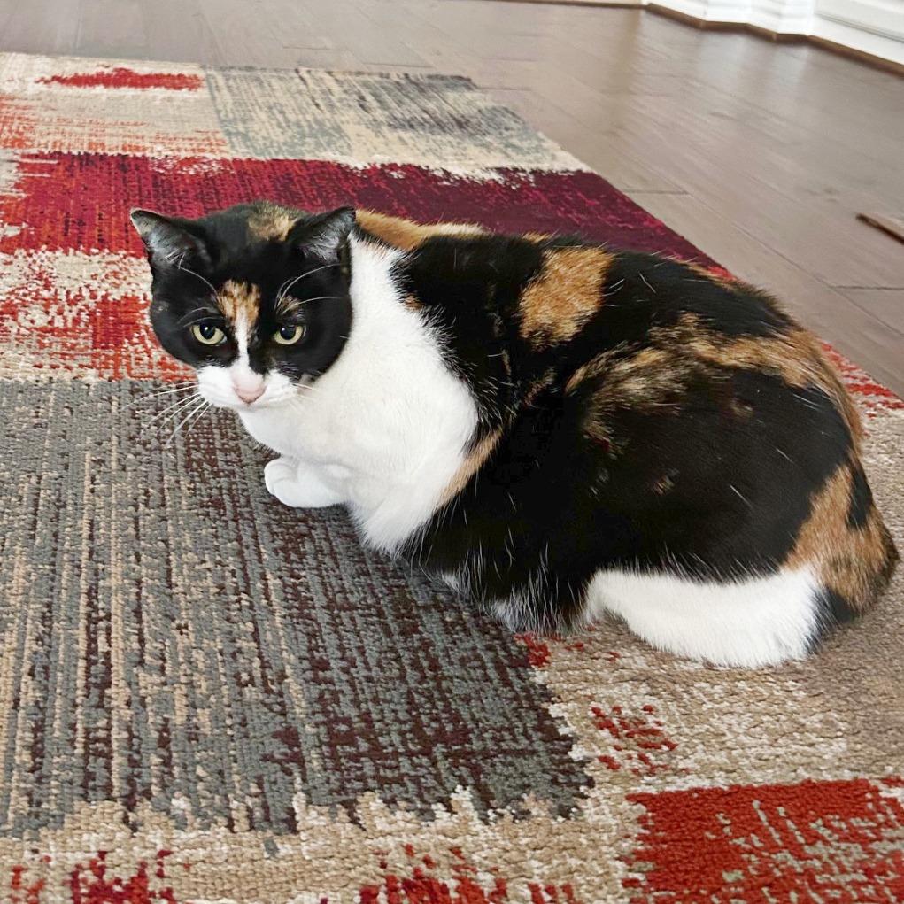 Enlarge Debbie, a Adoptable Domestic Short Hair in Flower Mound, TX image 1/6