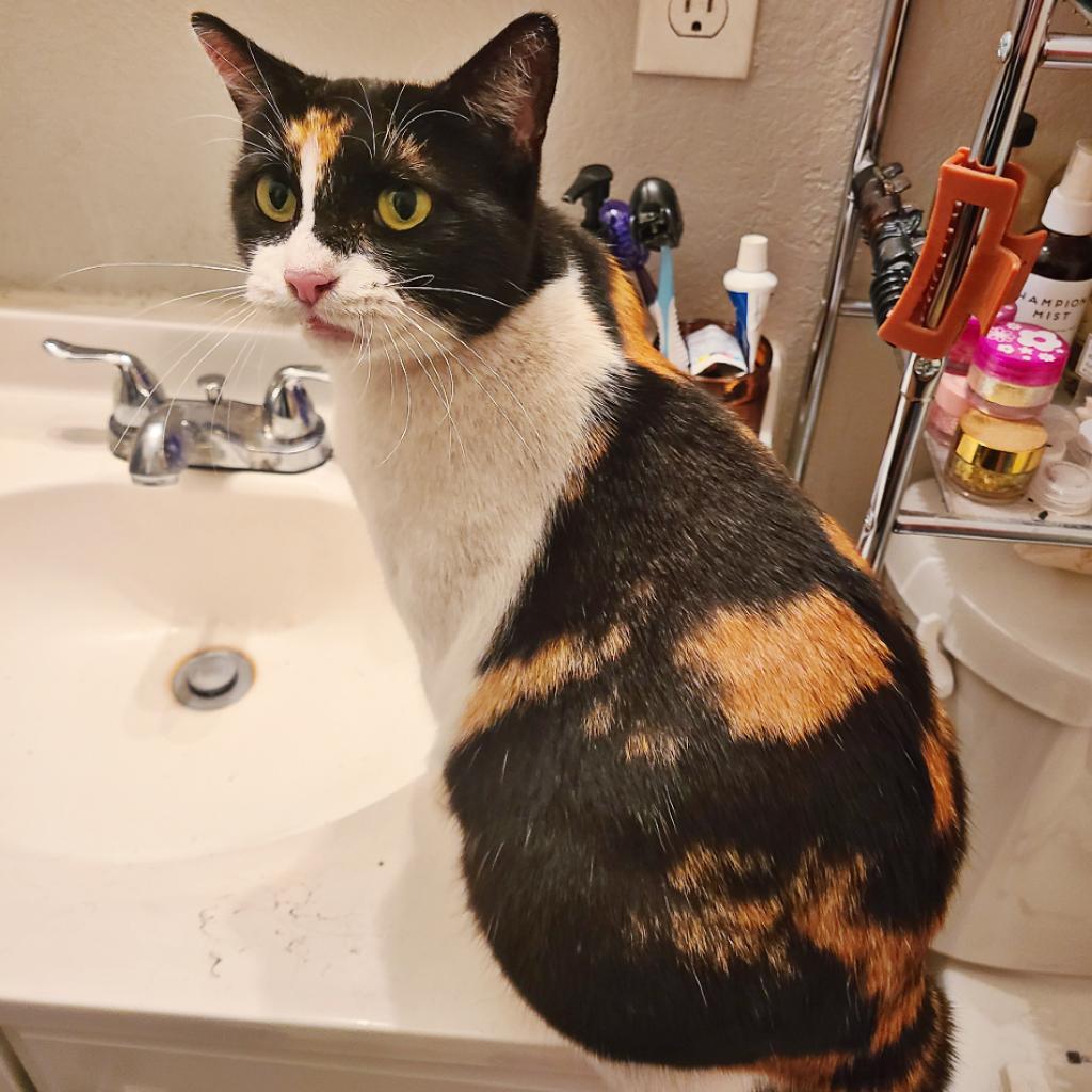 Enlarge Debbie, a Adoptable Domestic Short Hair in Flower Mound, TX image 2/6