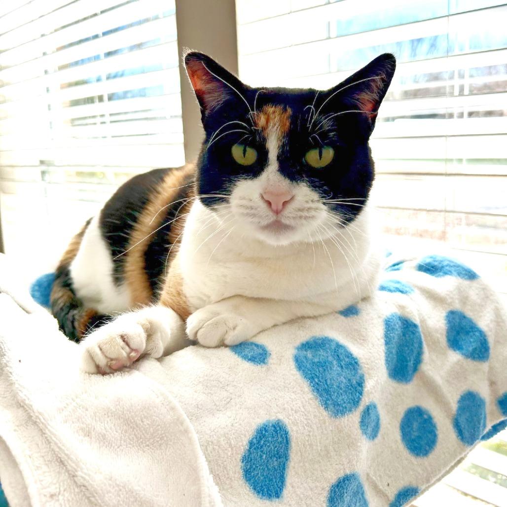 Enlarge Debbie, a Adoptable Domestic Short Hair in Flower Mound, TX image 3/6