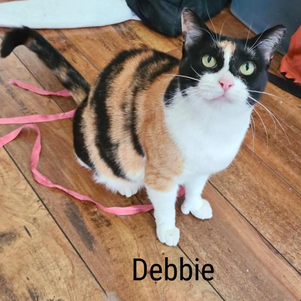 Enlarge Debbie, a Adoptable Domestic Short Hair in Flower Mound, TX image 4/6