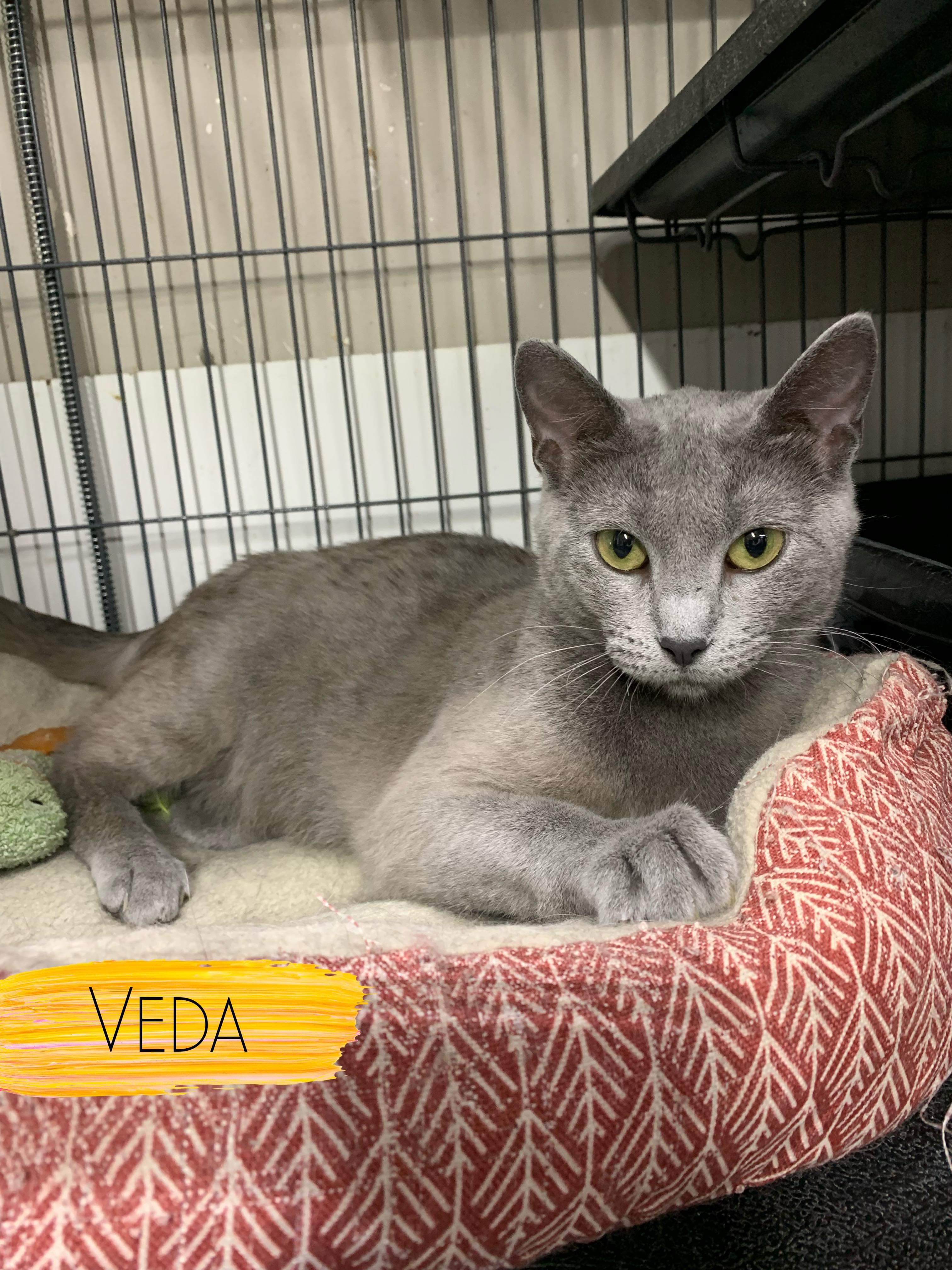 Veda, Adoptable, Young Female Domestic Short Hair.