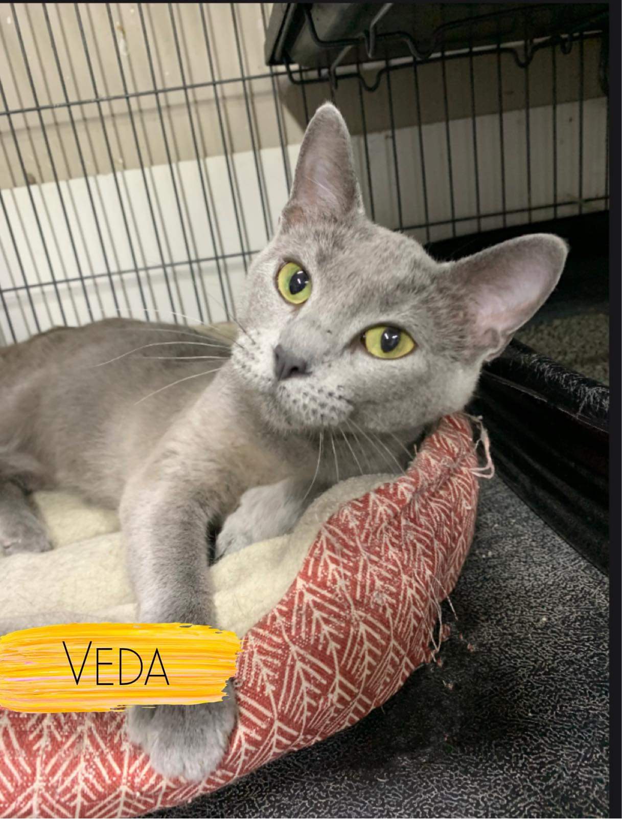 Veda, a Adoptable Domestic Short Hair in Independence, IA image 2/2