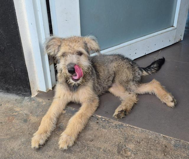 Enlarge Lia Lively, a Adoptable mixed breed in Woburn, MA image 2/4