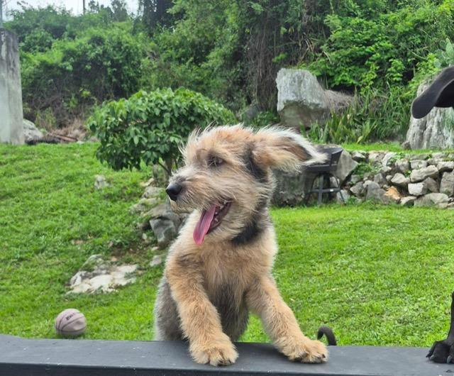 Enlarge Lia Lively, a Adoptable mixed breed in Woburn, MA image 3/4