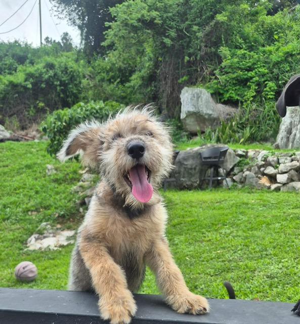 Enlarge Lia Lively, a Adoptable mixed breed in Woburn, MA image 4/4