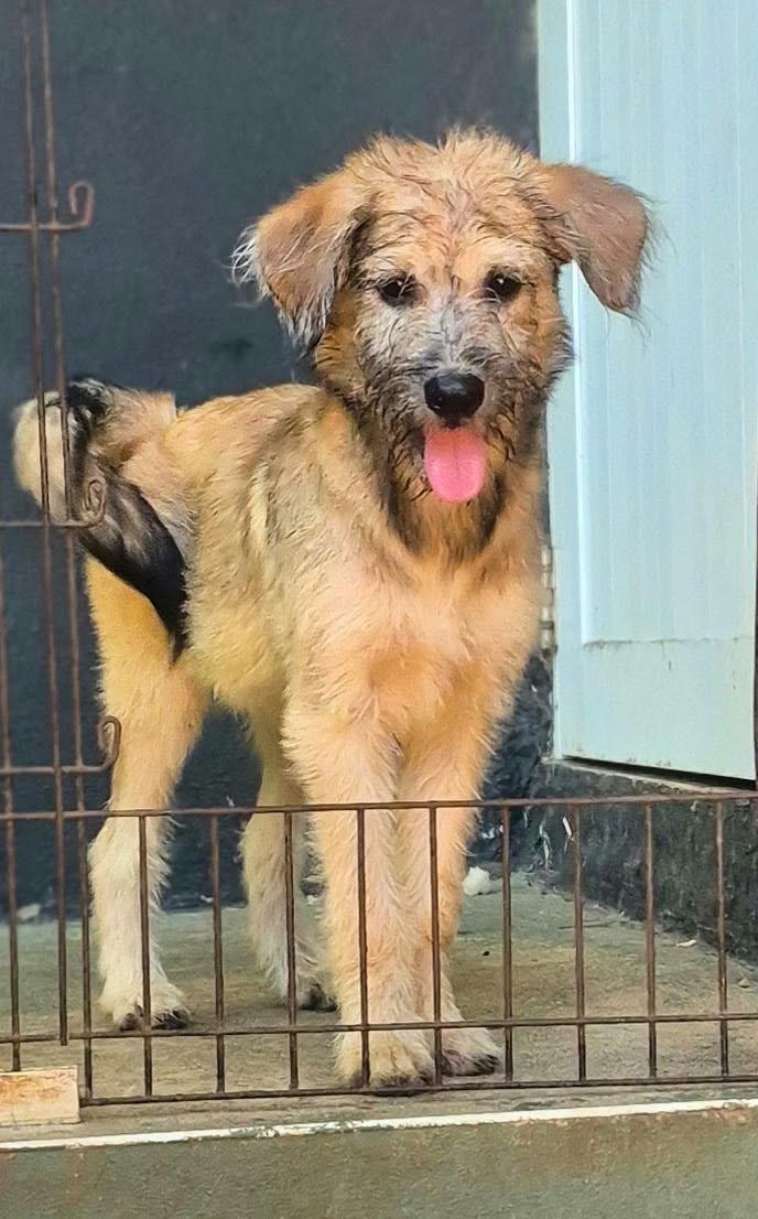 Enlarge Lia Lively, a Adoptable mixed breed in Woburn, MA image 1/4