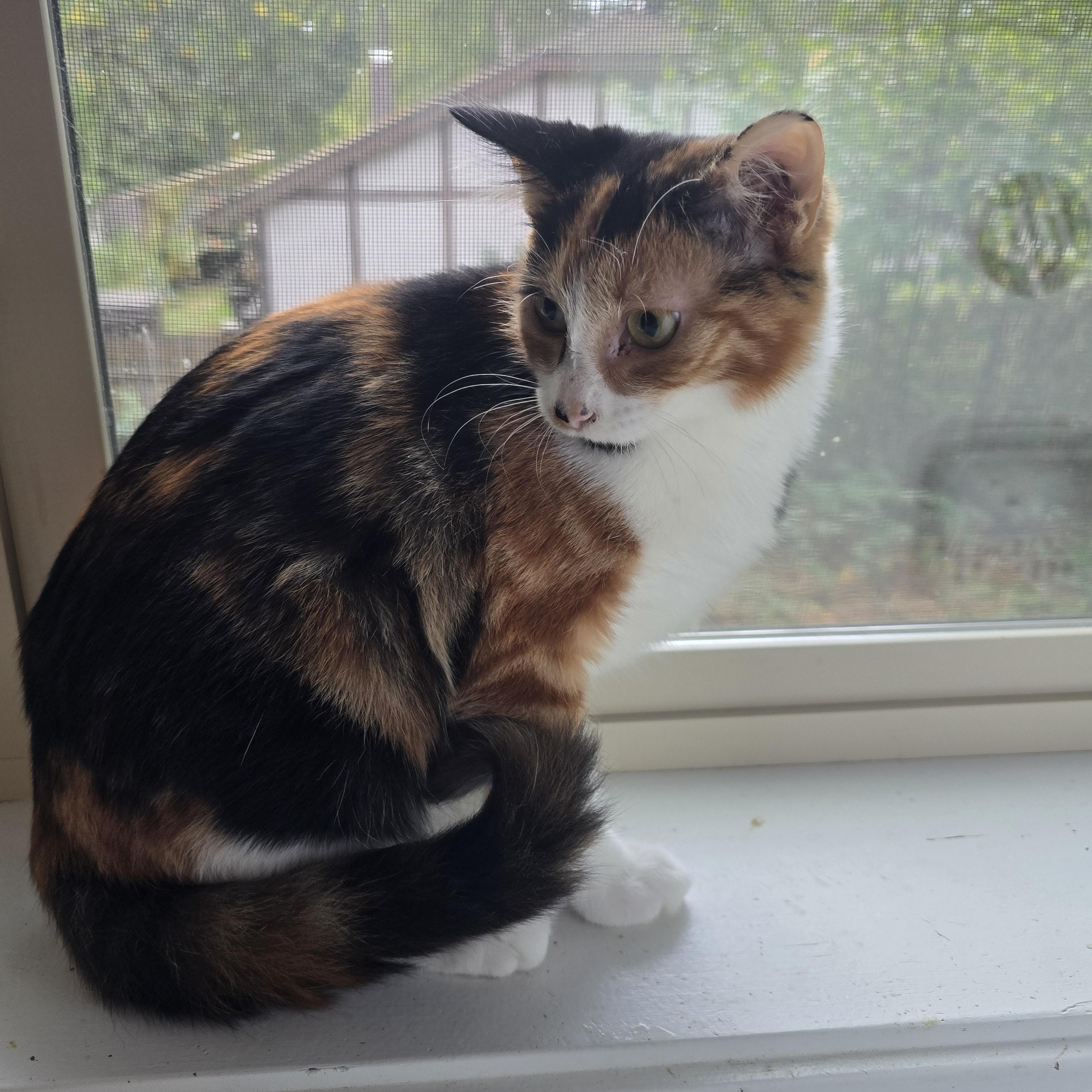 Toffee (aka Houdini)