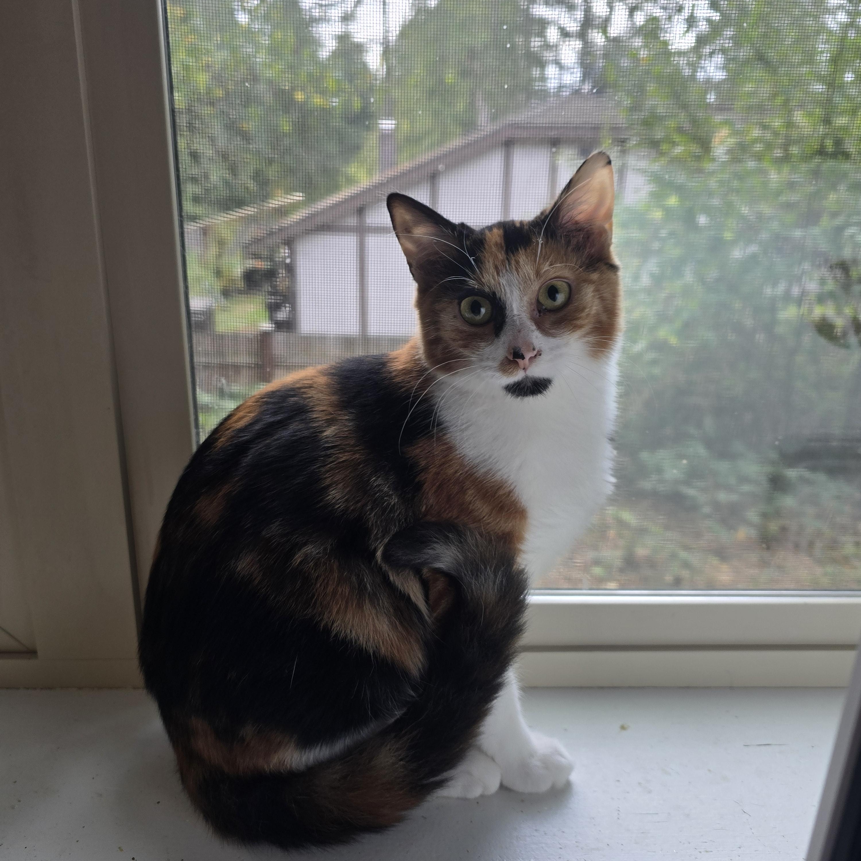 Toffee, adoptable, Kitten Female Calico.